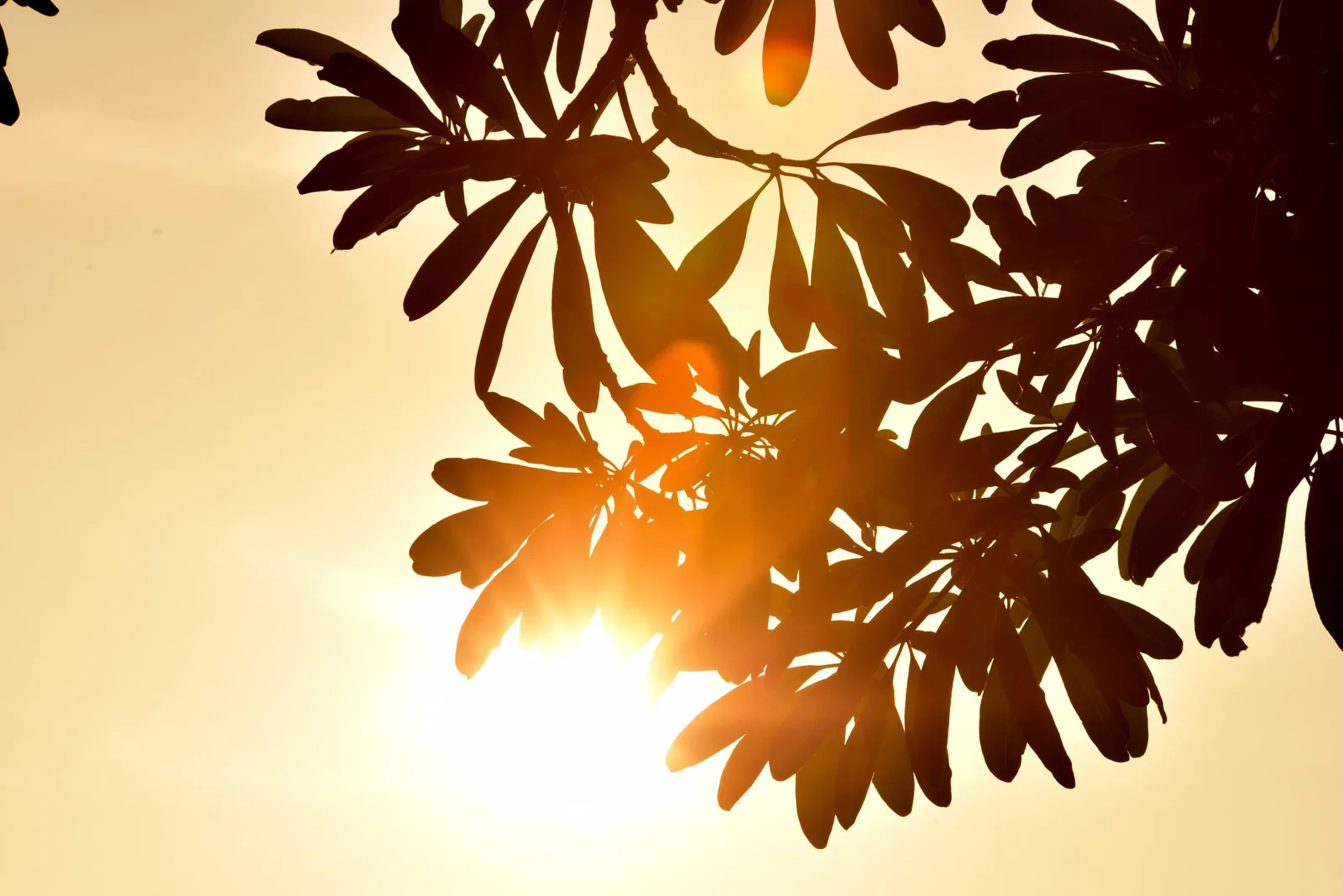 Golden afternoon light through leaves