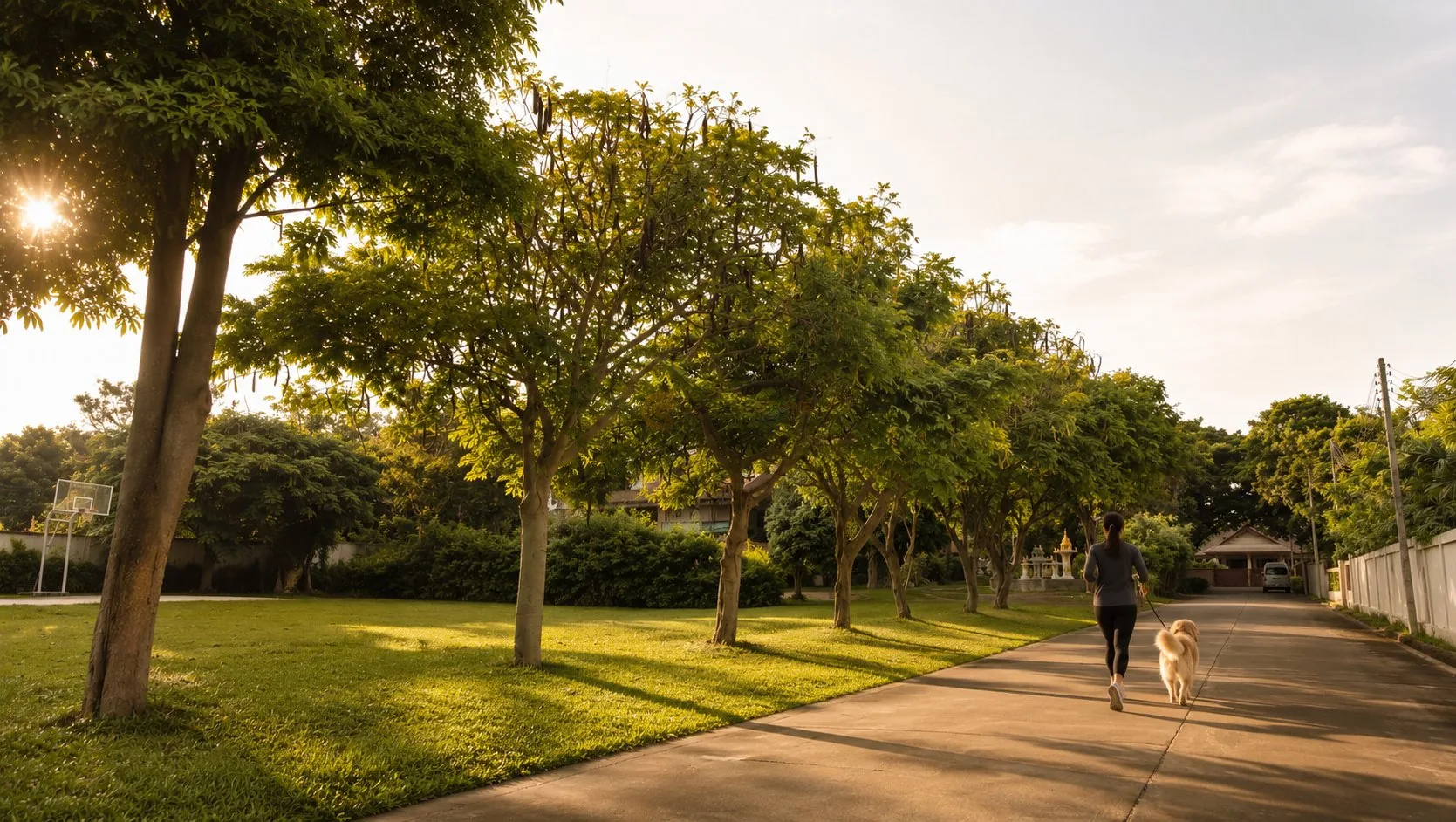 Morning jog with a dog along the tree-lined village road